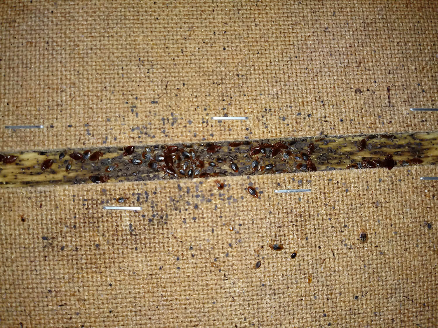 Jak zwalczyć pluskwy?